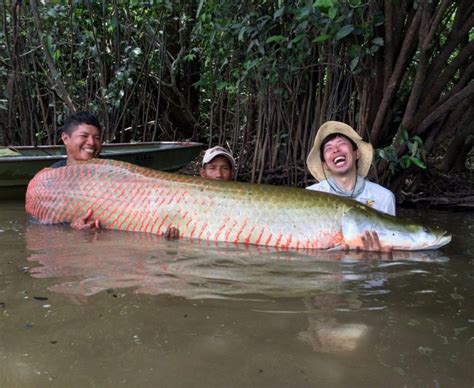 大型魚類|世界最大の巨大魚＆水生生物ランキング【TOP50】